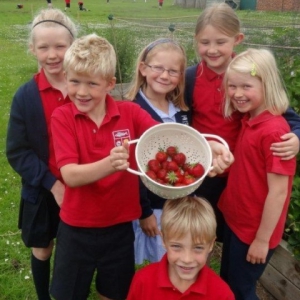 Harvesting Strawberries_1