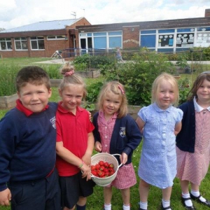 Harvesting Strawberries_2