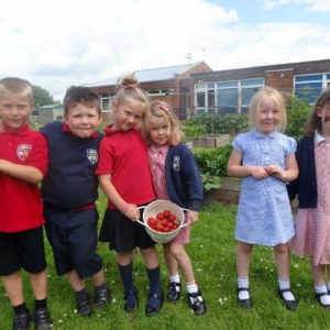 Harvesting Strawberries_3