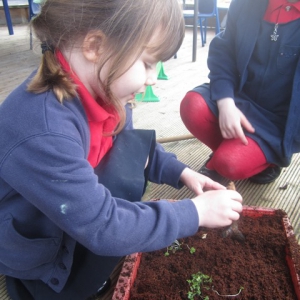 Planting_3